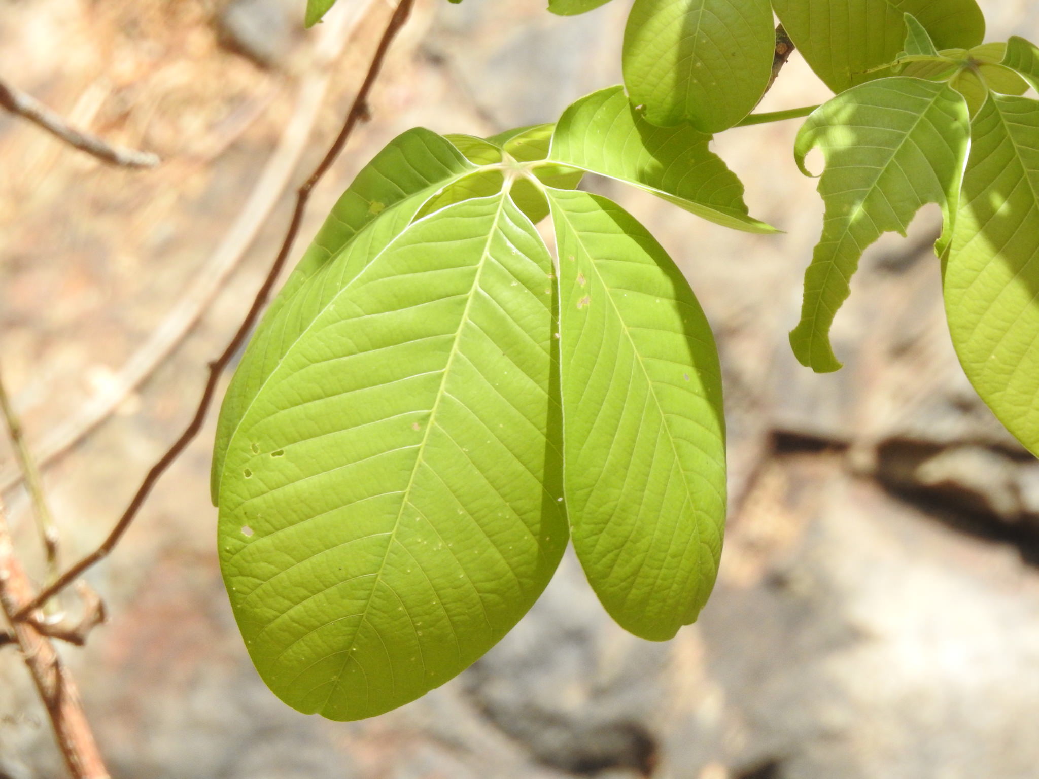 Pseudobombax ellipticum